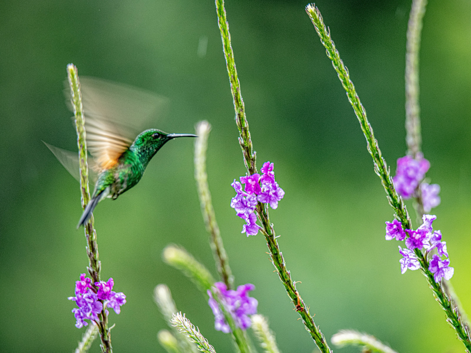 colibri costa rica foresta pluviale 16x12