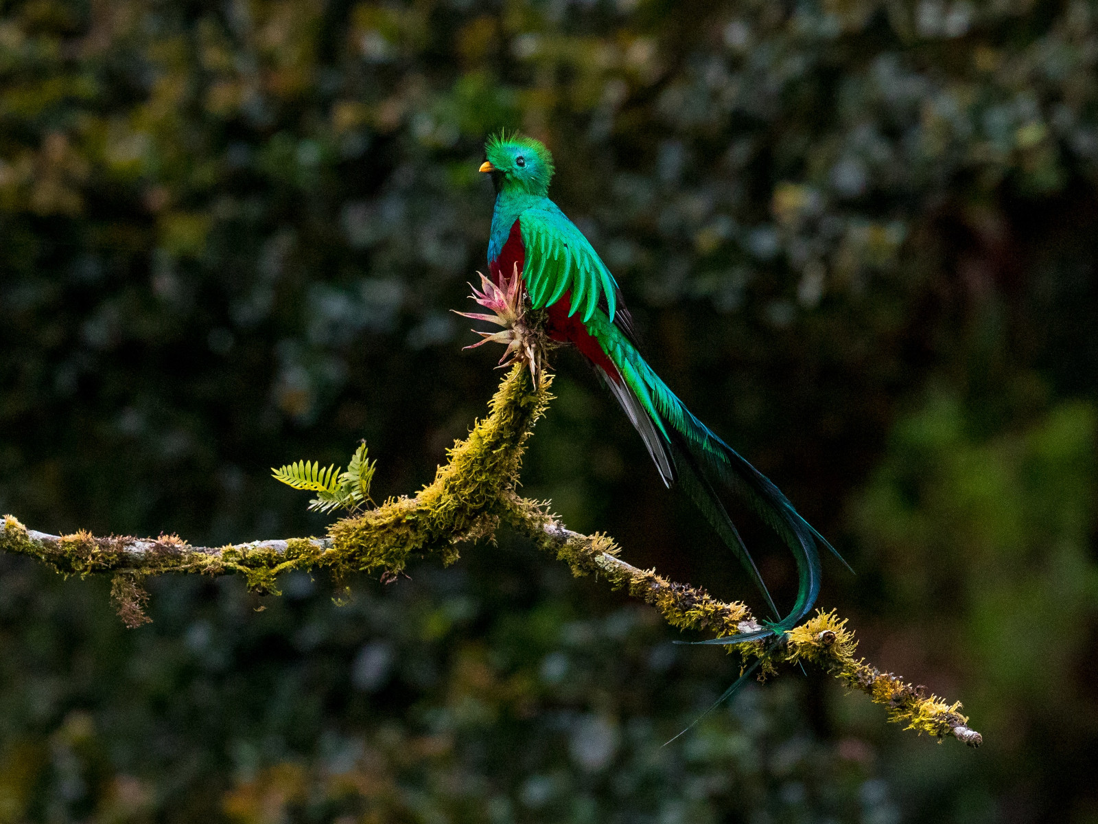 monteverde bird watching costa rica 16x12