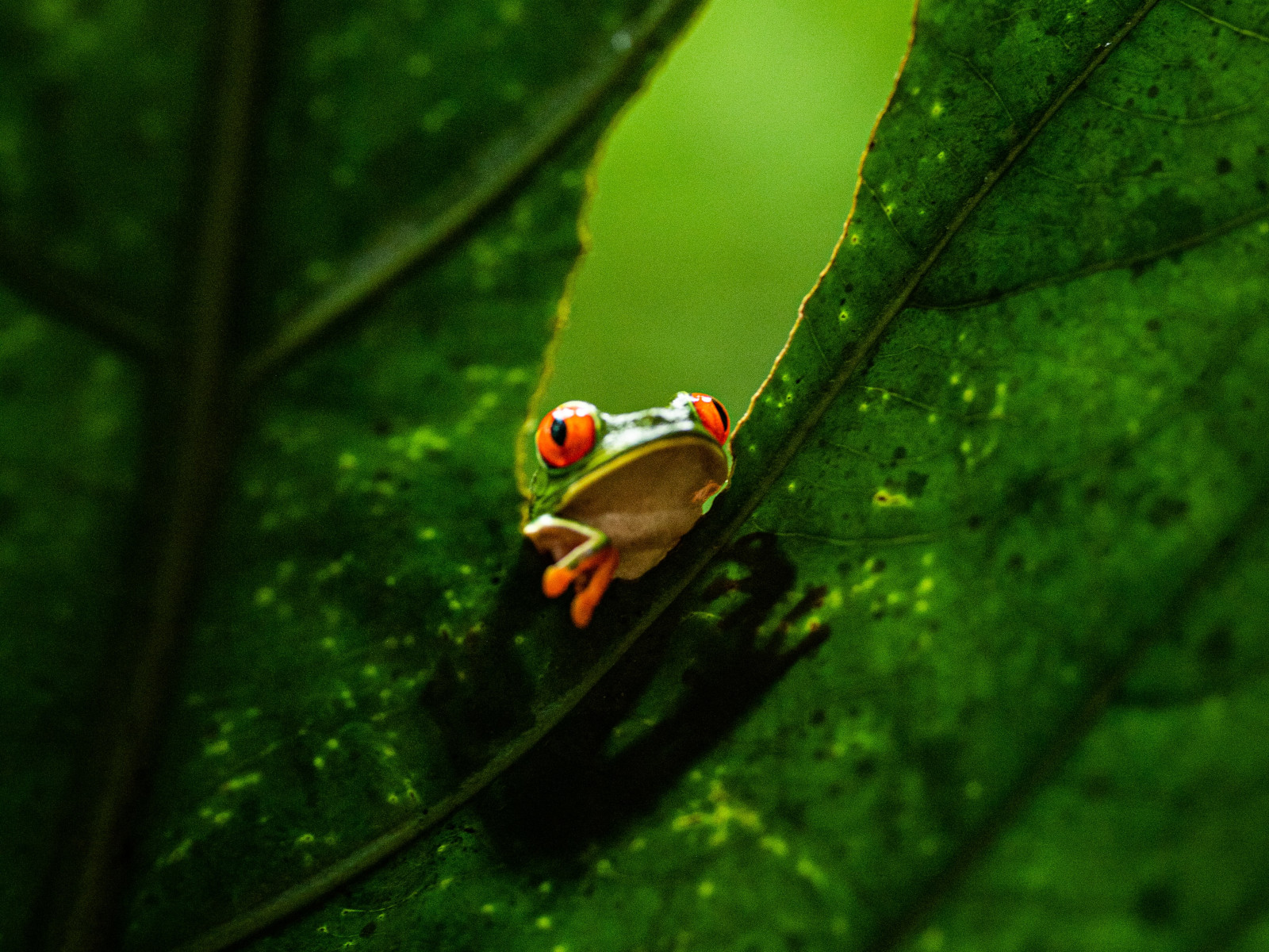 rana monteverde costa rica arenal 16x12